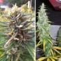 Cannabis seeds Desfrán® from Dutch Passion